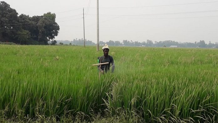 বালাইনাশক