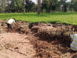 চা বাগান