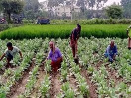 সবজি উৎপাদনের লক্ষ্যমাত্রা