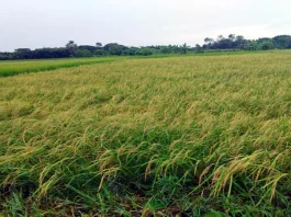 ধানের বাম্পার ফলন