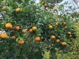 কমলা চাষ করে সফল হয়েছেন মাদারীপুরের রাসেল হোসেন