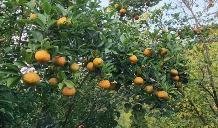 কমলা চাষ করে সফল হয়েছেন মাদারীপুরের রাসেল হোসেন