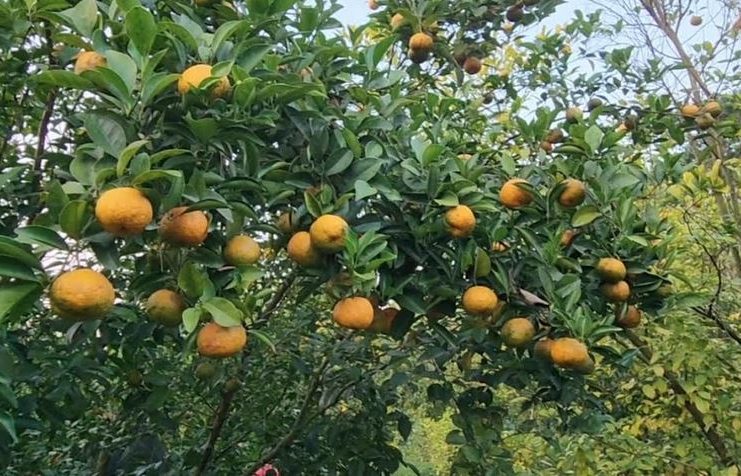 কমলা চাষ করে সফল হয়েছেন মাদারীপুরের রাসেল হোসেন