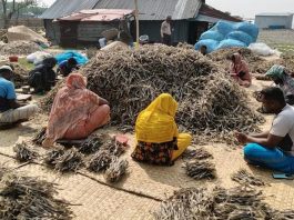 শুঁটকি তৈরি