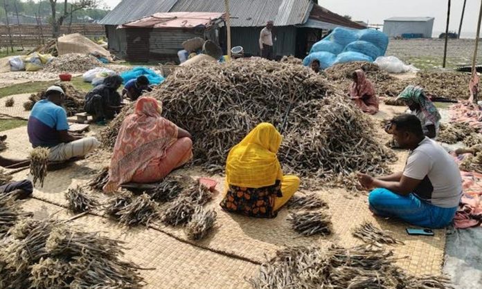 শুঁটকি তৈরি